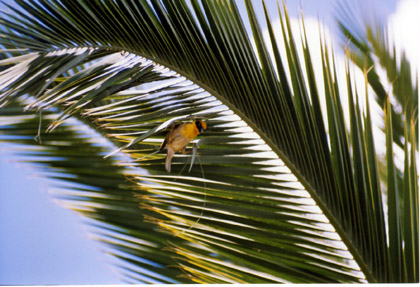 awash bird.jpg